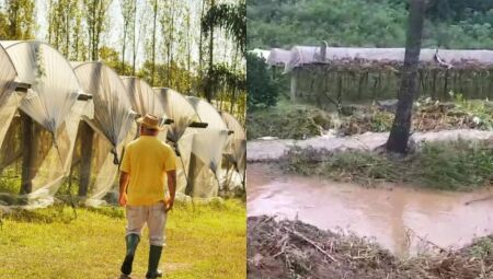 Chuvas destruíram 500 hectares de vinhedos no RS