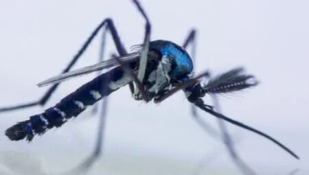 Mosquito silvestre Haemagogus janthinomys