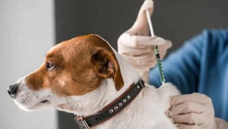 Secretaria de Saúde de MS define repasses para o 'MS Vacina Pet'