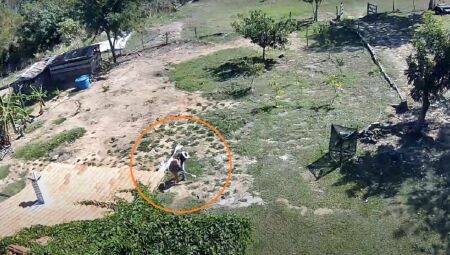 Sobrevivente lutou e chegou a tomar arma de caseiro