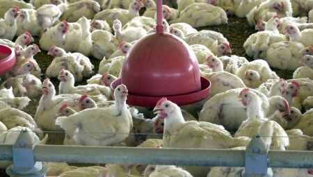 Após suspeitas, Ministério da Agricultura descarta novos casos de doença aviária no RS