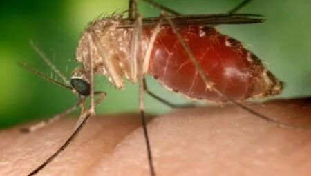 Mosquito conhecido como "maruim" ou "mosquito-pólvora"