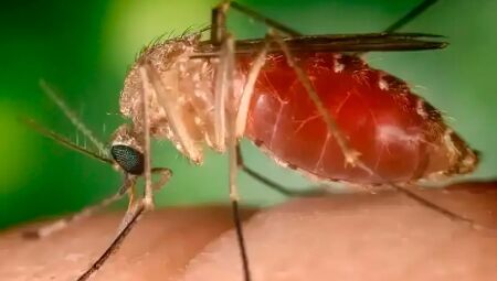 Mosquito Maruim é o transmissor da doença