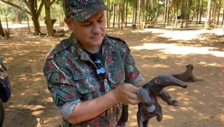 PMA deve ser sempre acionada para casos de animais silvestres