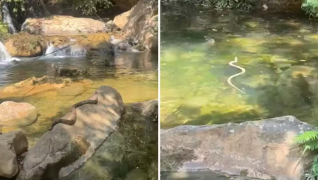 Jiboia tomando sol e nadando em uma cachoeira de Formosa, Goiás