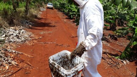 Dona de apiário recebe mais de R$ 200 mil por morte de abelhas em Terenos