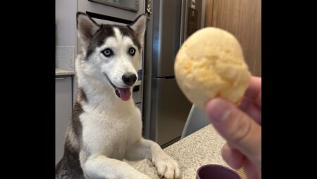 Conhece meu dono? Husky fêmea está perdida próximo ao Bosque dos Ipês