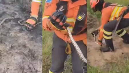 Cobra foi salva por bombeiro na região do Pantanal