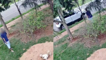 Viu o Link? Animal estava na calçada de casa e é levado por jovem; assista