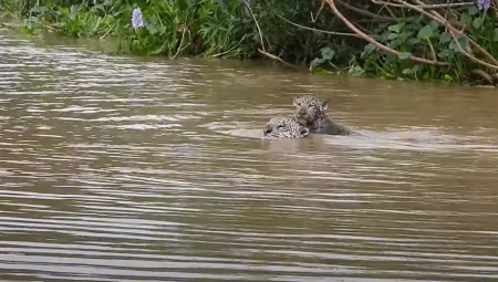 Mãe onça e filhote