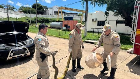 Bombeiros capturam sucuri de 3 metros dentro de motor de carro em Ladário