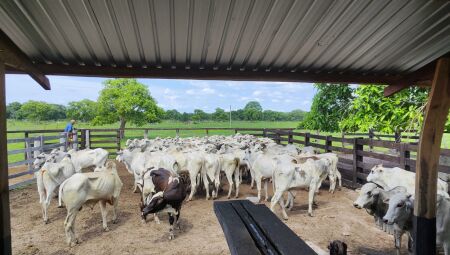 Funcionário de fazenda é preso por furtar mais de 125 cabeças de gado em MS