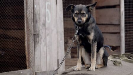 Tutor que acorrentar animal de estimação pagará multa de R$ 3 mil em Dourados