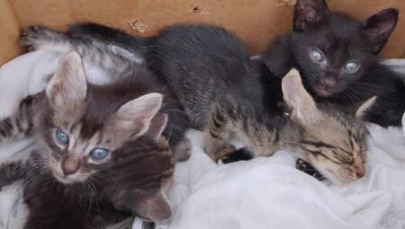 Morador procura tutores para gatinhos abandonados em residência no Jardim Panamá