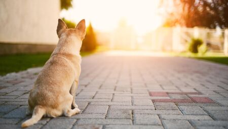 Prefeitura cria selo "Condomínio Amigo dos Animais"