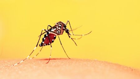 No ciclo urbano, a transmissão ocorre a partir de vetores urbanos, o Aedes aegypti infectado