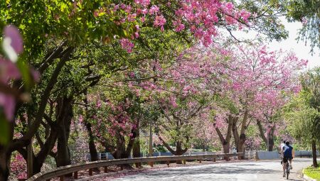 Ranking do IBGE coloca Campo Grande como a capital mais arborizada do Brasil