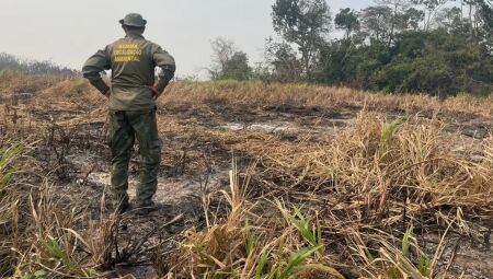 Queimadas apresentaram queda nos três primeiros meses do ano
