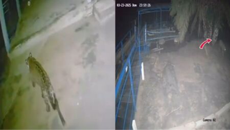 Onça já fez aparições no pesqueiro antes do ataque
