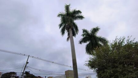 Clima ameno e céu nublado para Campo Grande