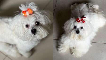 Viu a Chloe? Veterinária procura por lhasa que sumiu no Tijuca
