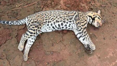 Animal foi deixado nas margens da rodovia