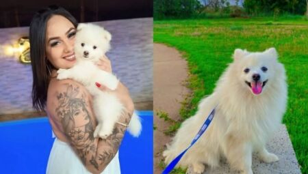 Homem não aceita término e mata cachorro da ex a facadas 