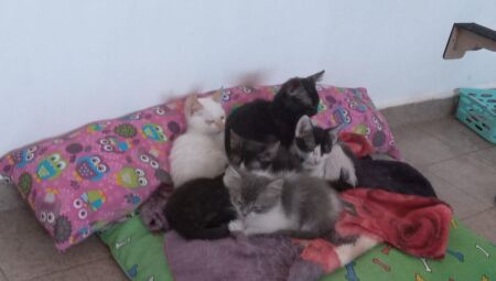Animais estarão na feira de adoção
