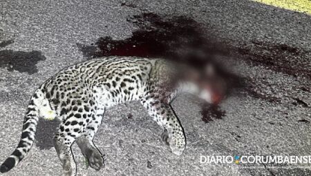 Animal foi morto atropelado na rodovia