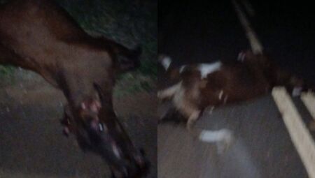 Animais soltos provocaram o acidente e a morte do bebê