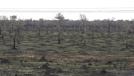 Pantanal teve redução nos incêndios