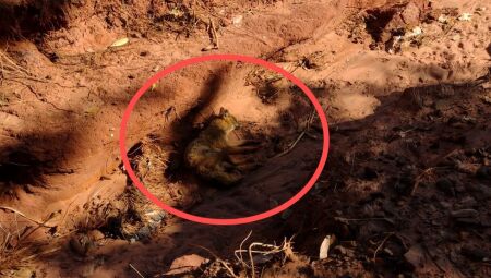 JD1TV: Machucado, lobinho é resgatado de buraco na Chácara dos Poderes