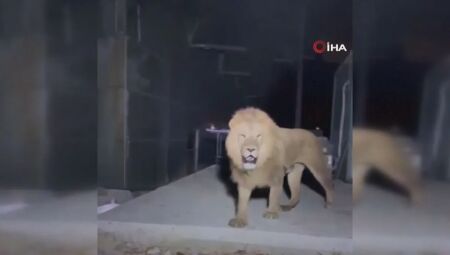 Leão escapa de zoológico na Turquia  