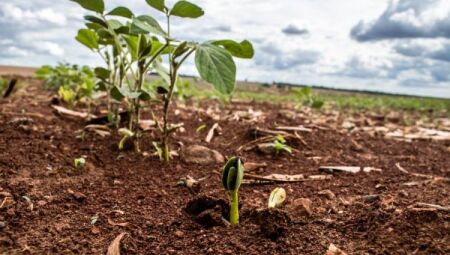 A produção estimada é de 15,2 milhões de toneladas