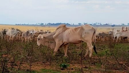 Situação dos bovinos - 