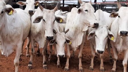 Expogenética MS 2025 reúne 15 leilões e mais de 300 animais em Campo Grande