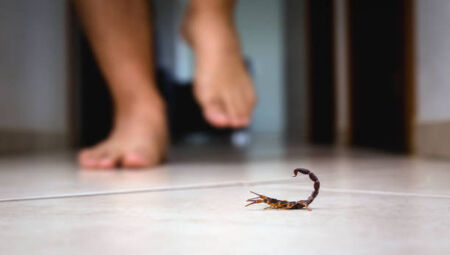 Escorpião estava na escola | Imagem ilustrativa