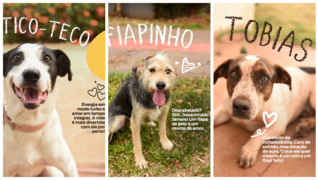 Ação acontece domingo 