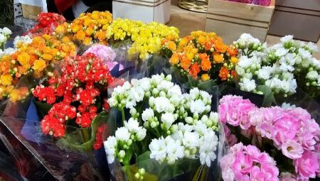 Preços de flores têm variação de até 194% na véspera do Dia de Finados na Capital