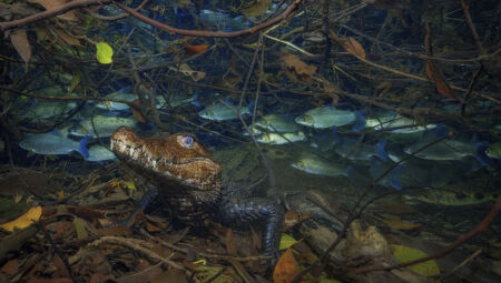 O jacaré-coroa imóvel em meio ao cardume de corimbas