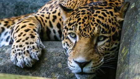 Foto: Joshua Cotten/Unsplash