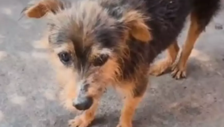  caso gerou revolta entre protetores de animais e moradores da cidade, que pedem justiça