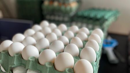Dia do Ovo: Ceasa/MS comercializa mais de 2,3 mil toneladas no primeiro semestre de 2025