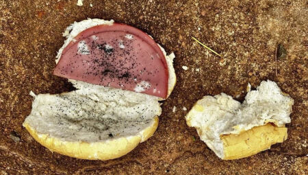 Pão com mortadela estavam envenenados com veneno para rato