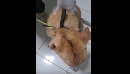 Animal sofreu um ferimento grave na cabeça
