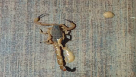 Escorpião foi recolhido pelos pais da criança