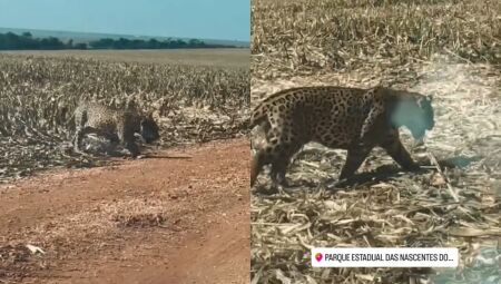 O animal foi visto fugindo do fogo