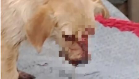 Cão é gravemente ferido em ataque à paulada em Ponta Porã