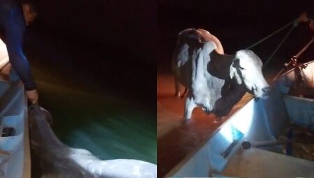 Bovino foi 'pescado'