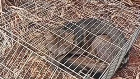 JD1TV: PMA captura lobinho na antiga pedreira no São Francisco